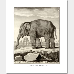 18th C. Female Elephant Posters and Art